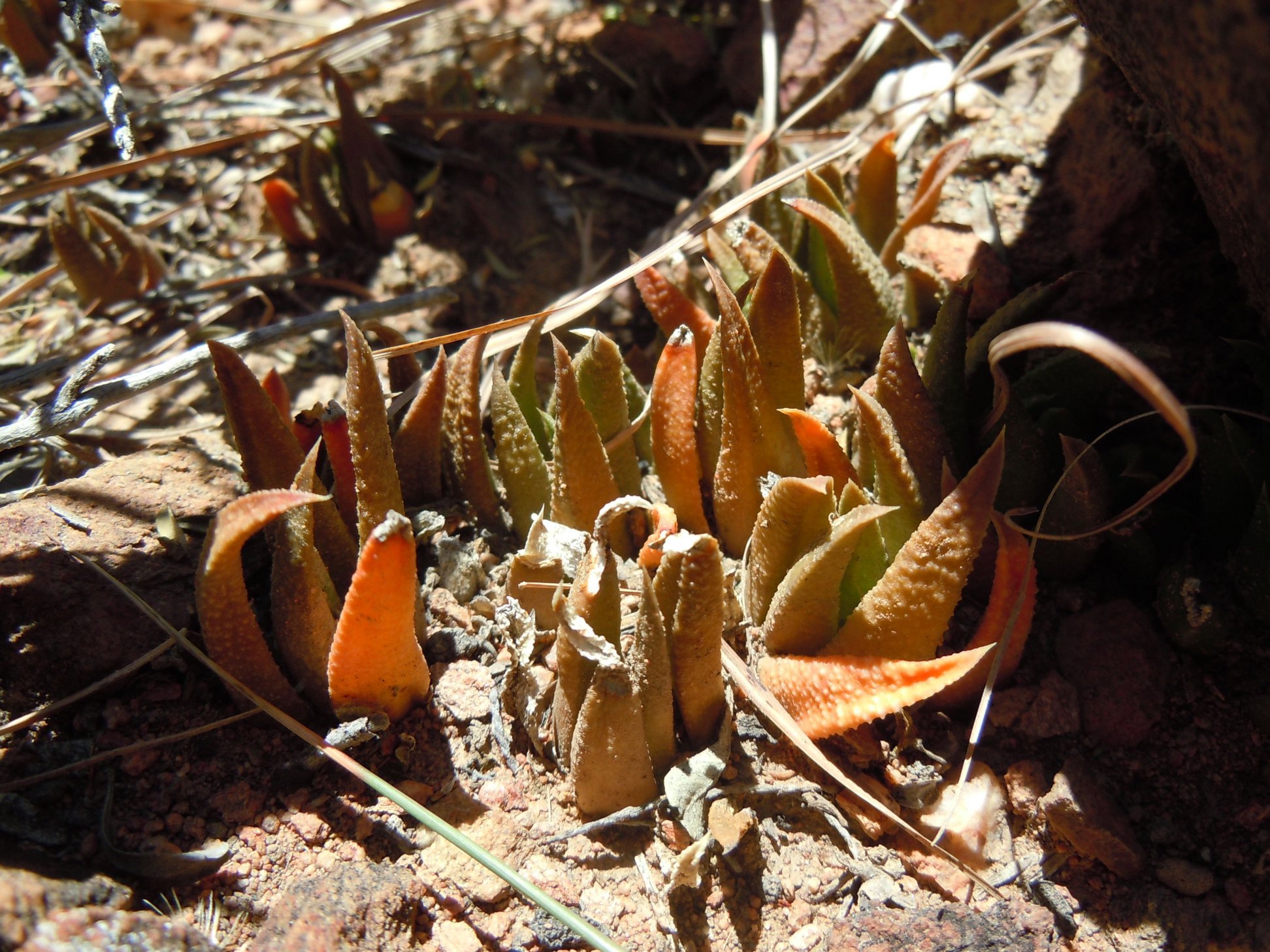 Haworthia scabra-var-morrisiae